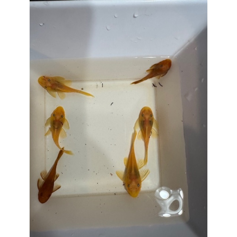 Fish Room Closeout! Tons of plecos available