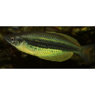 8 juvenile Melanotaenia sp. Lengguru