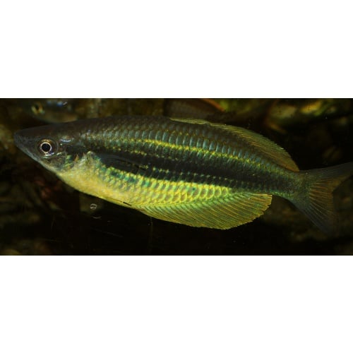 8 juvenile Melanotaenia sp. Lengguru