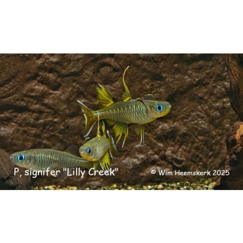 10 F1 Pseudomugil signifer from Lily Creek first introduction to the hobby in the USA