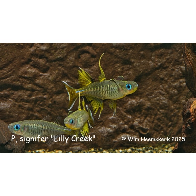 10 F1 Pseudomugil signifer from Lily Creek first introduction to the hobby in the USA