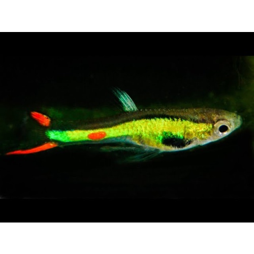 RaRe Poecilia wingei "Lime/Emerald Green" endler guppy N CLASS live fish 2 trios (2 males / 4 females)