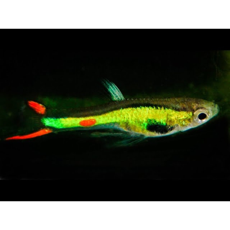 RaRe Poecilia wingei "Lime/Emerald Green" endler guppy N CLASS live fish 2 trios (2 males / 4 females)
