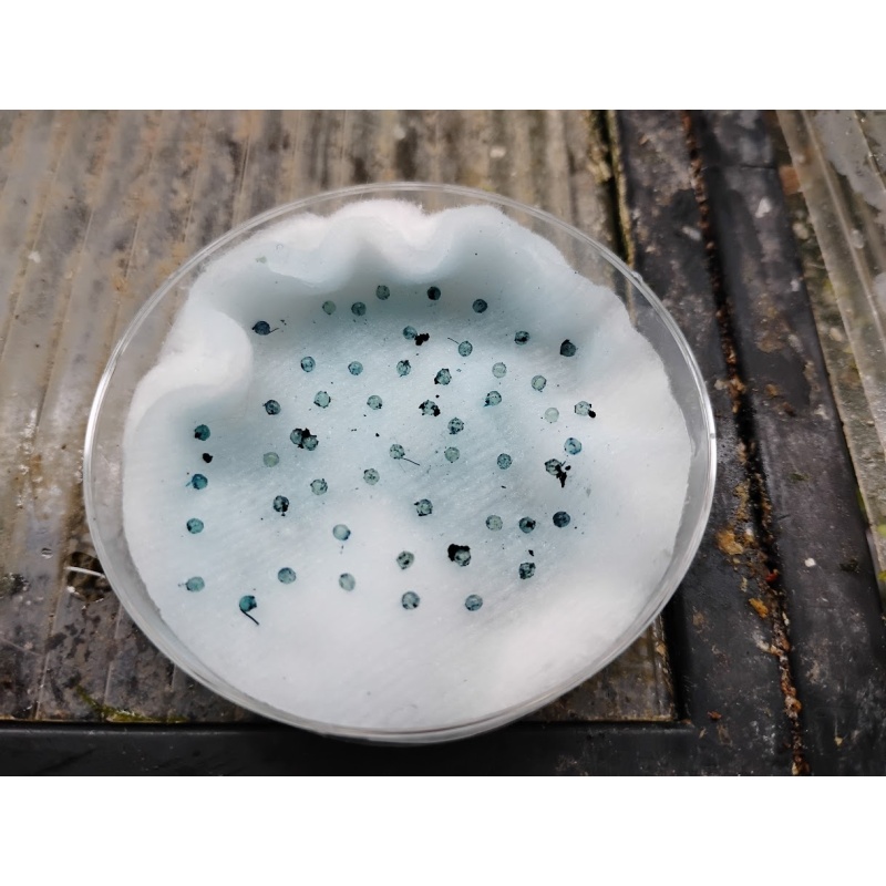 Fundulopanchax sjoestedti Loe, 50+ eggs