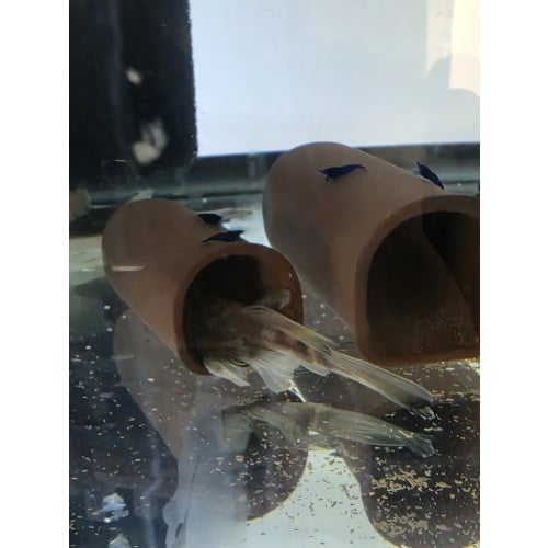 Adult Male Green Dragon Longfin Pleco (LAST ONE)
