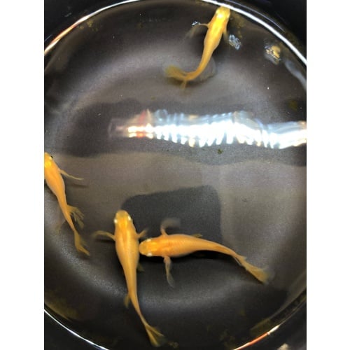 (6) Longfins Yokihi Japanese Ricefish