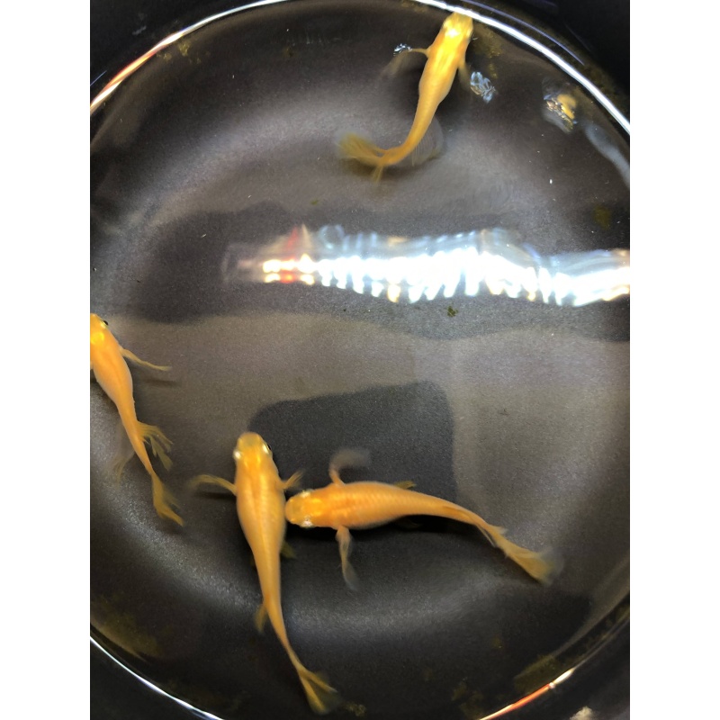 (6) Longfins Yokihi Japanese Ricefish