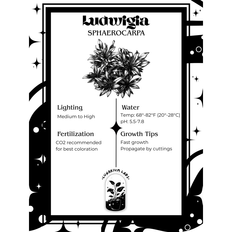 Ludwigia Sphaerocarpa Tissue Culture