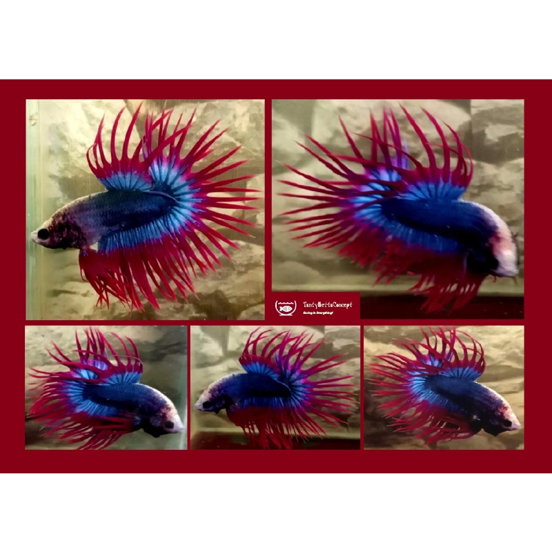 APACHE CROWNTAIL!! #1 (Shipping Cost Included in Price)
