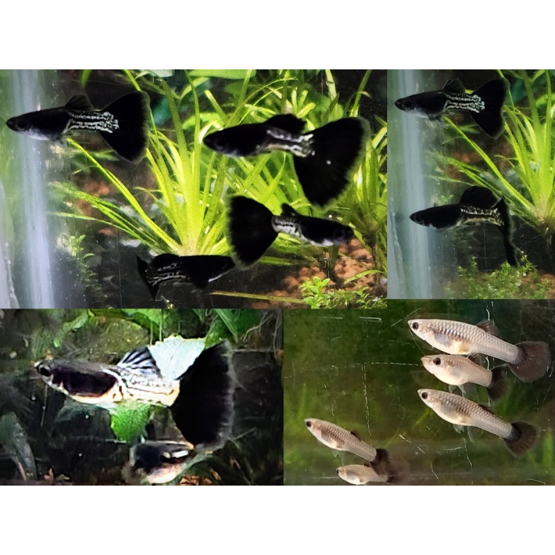 12x Metal Black Tail guppy pack - FREE SHIPPING