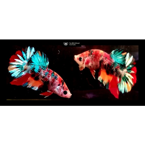MULTI METALLIC!! #1 (Shipping Cost Included in Price)