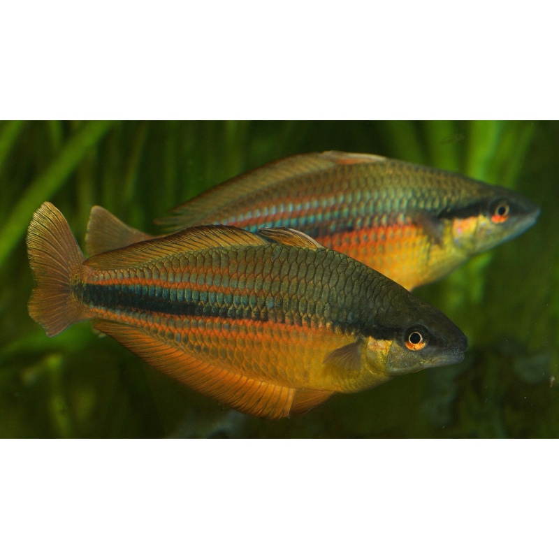 10 juvenile Melanotaenia Vanheurni from Faowi Village