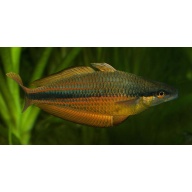 8 juvenile Melanotaenia Vanheurni from Faowi Village