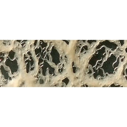 **Small Microworm starter culture[FREE SHIPPING]