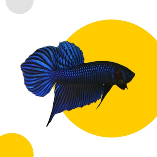 Blue Mahachaiensis (Thailand authentics)
