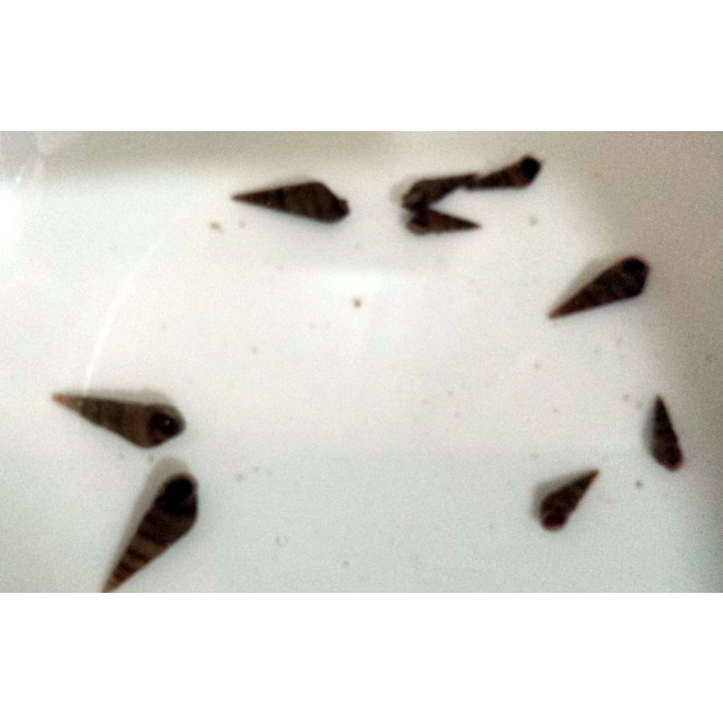 100+ Malaysian Trumpet Snails - FREE SHIPPING