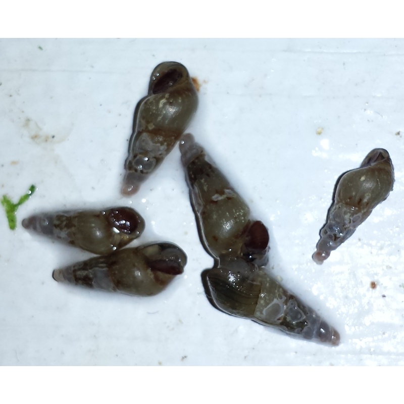 100+ Malaysian Trumpet Snails - FREE SHIPPING