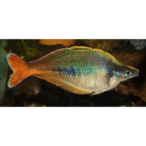 1 Quartet (1M3F) of young adult Chilatherina Bleheri