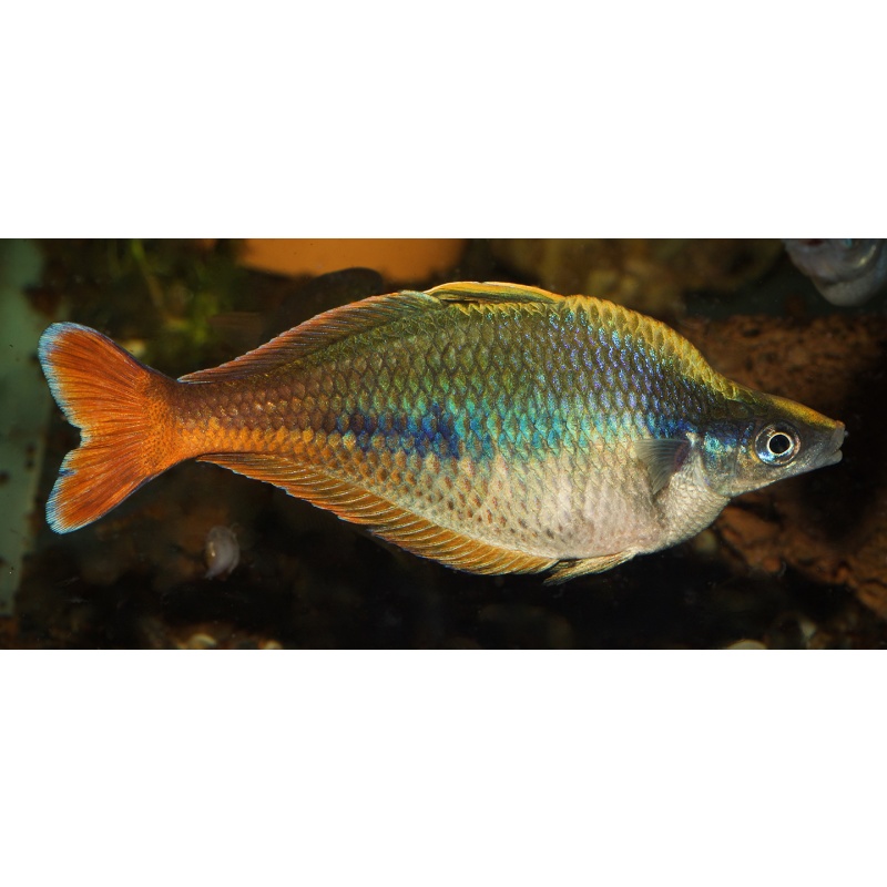 1 Quartet (1M3F) of young adult Chilatherina Bleheri