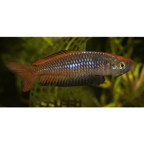 8 young adult Rhadinocentrus ornatus from Seary's Creek