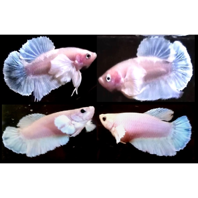PAIR OF BIG EAR WHITE OPAQUE!! #1 (Shipping Cost Included on Price)
