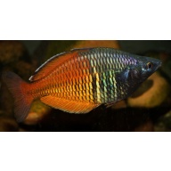 8 juvenile Melanotaenia boesemani from Yukase, this is a new location with bright colors
