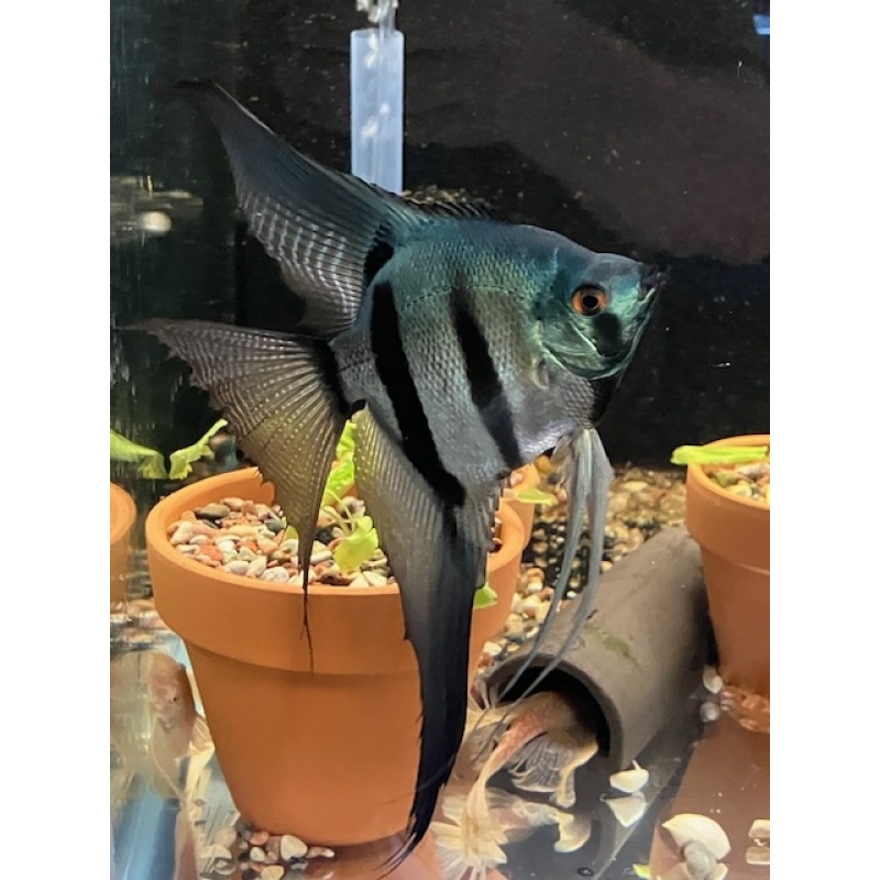Pinoy Lace Veil Angelfish