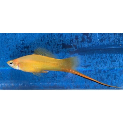 Marigold Swordtails