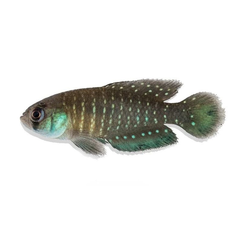 Uruguay Killifish 3-Pack [arachan + duraznensis + viarius]