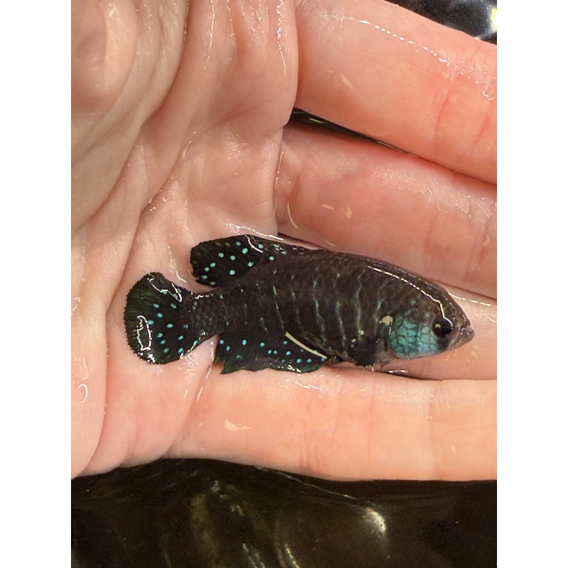 Uruguay Killifish 3-Pack [alexandri + charrua + juanlangi]