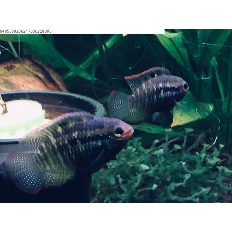 Mature Female Red Breast Acara (L. dorsigera)