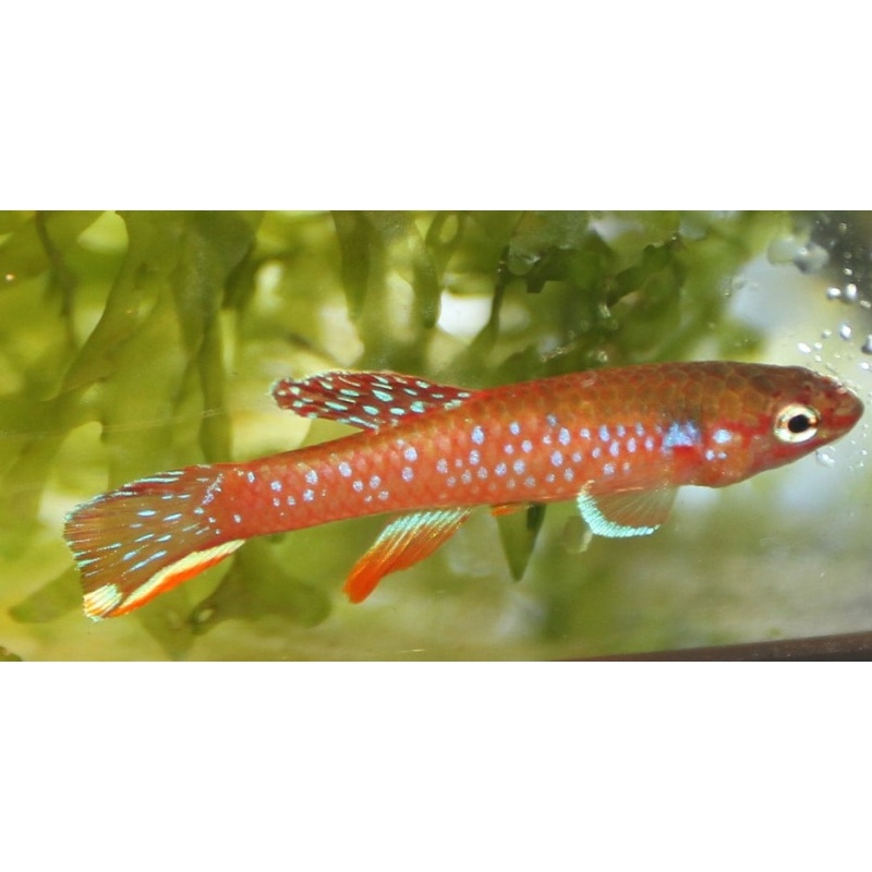 Diapteron georgiae BDBG04/12 20+vajec