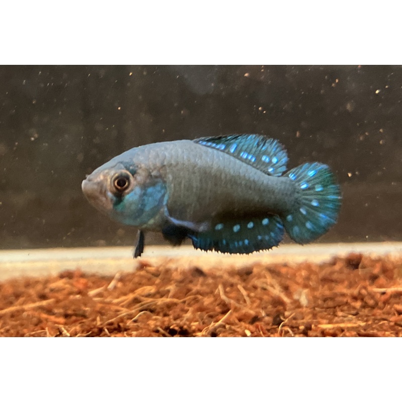 Metalebias duraznensis Paso san Borja +35 eggs.