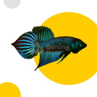 Green Mahachaiensis
