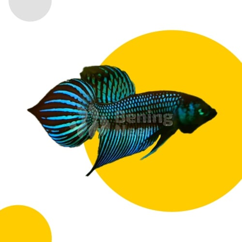 Green Mahachaiensis
