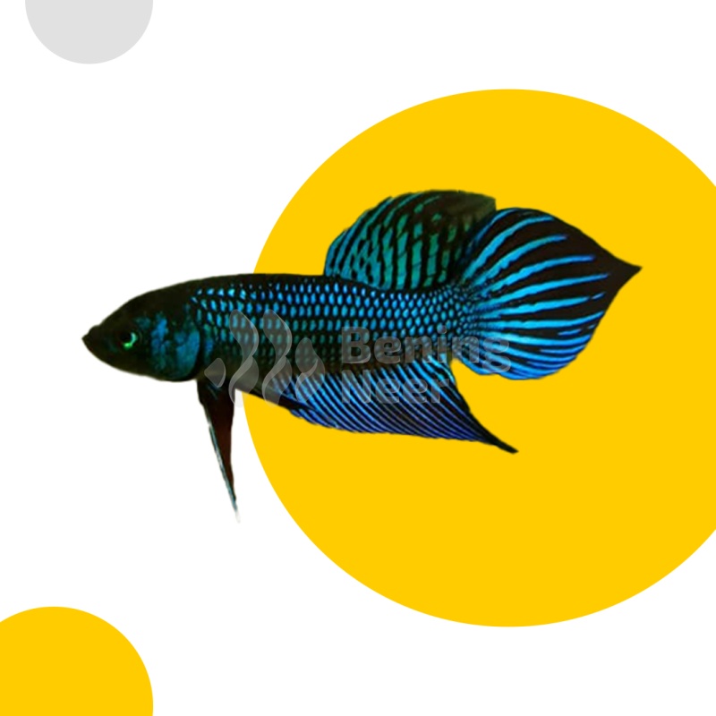 Green Mahachaiensis