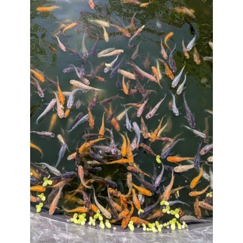 (10) Assorted Medaka (Japanese Ricefish)