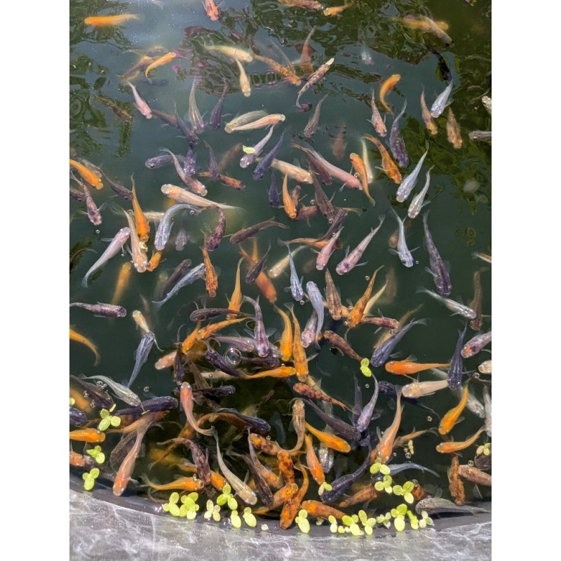 (10) Assorted Medaka (Japanese Ricefish)