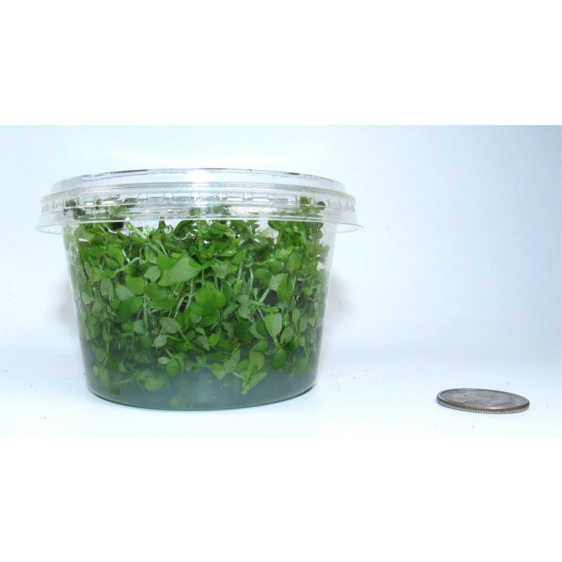 4 Tissue Culture Mystery Pack: Carpeting Moss Buce Anubias species bundle