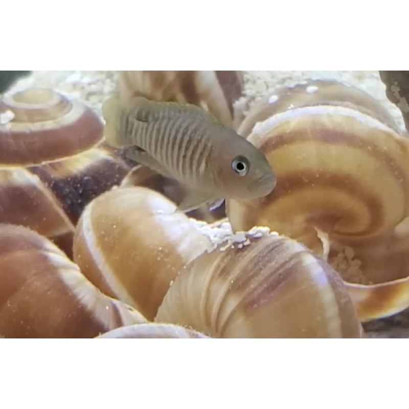 **(x6) Neolamprologus multifasciatus