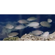 **(x6) Neolamprologus multifasciatus