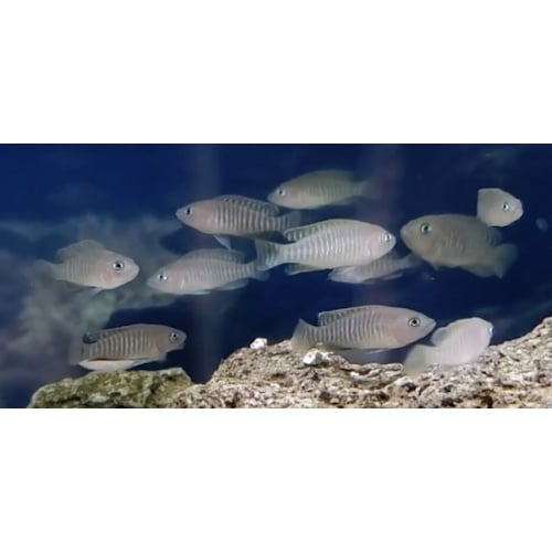**(x6) Neolamprologus multifasciatus