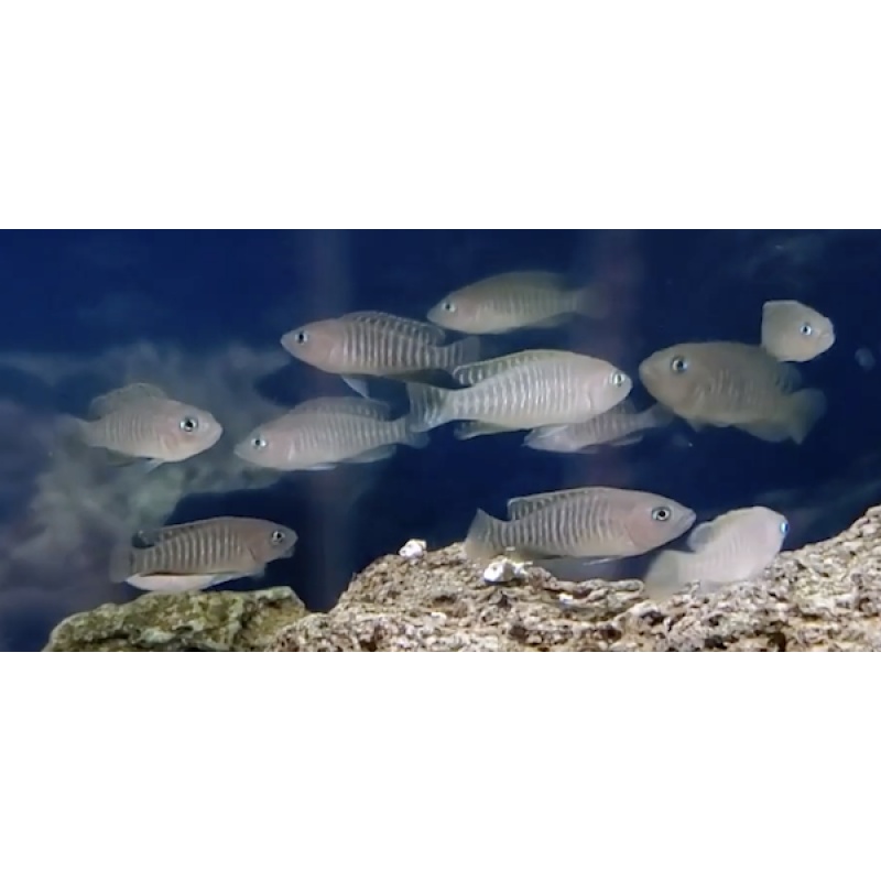 **(x6) Neolamprologus multifasciatus