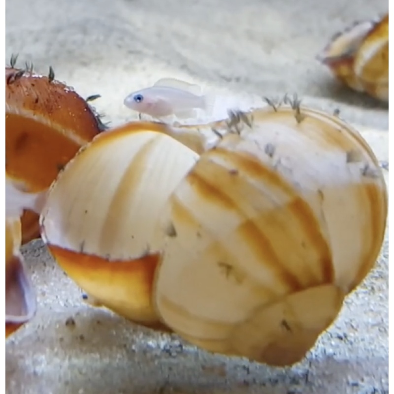 **(x6) Neolamprologus multifasciatus
