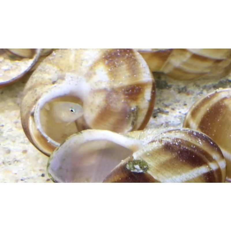 **(x6) Neolamprologus multifasciatus