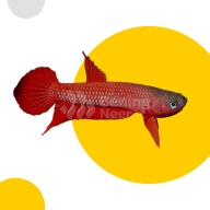 Betta Mulyadi Pair