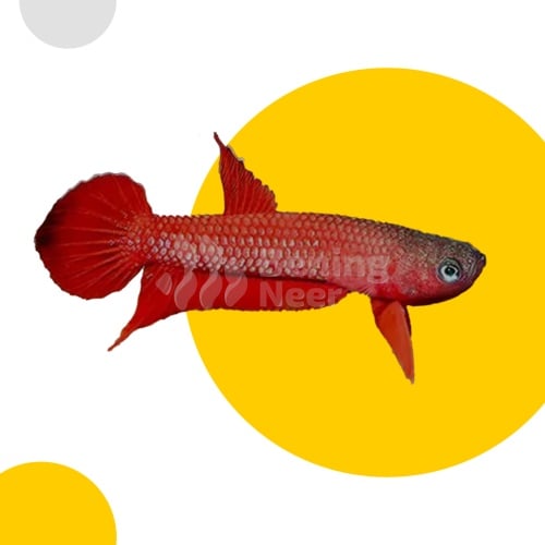 Betta Mulyadi Pair
