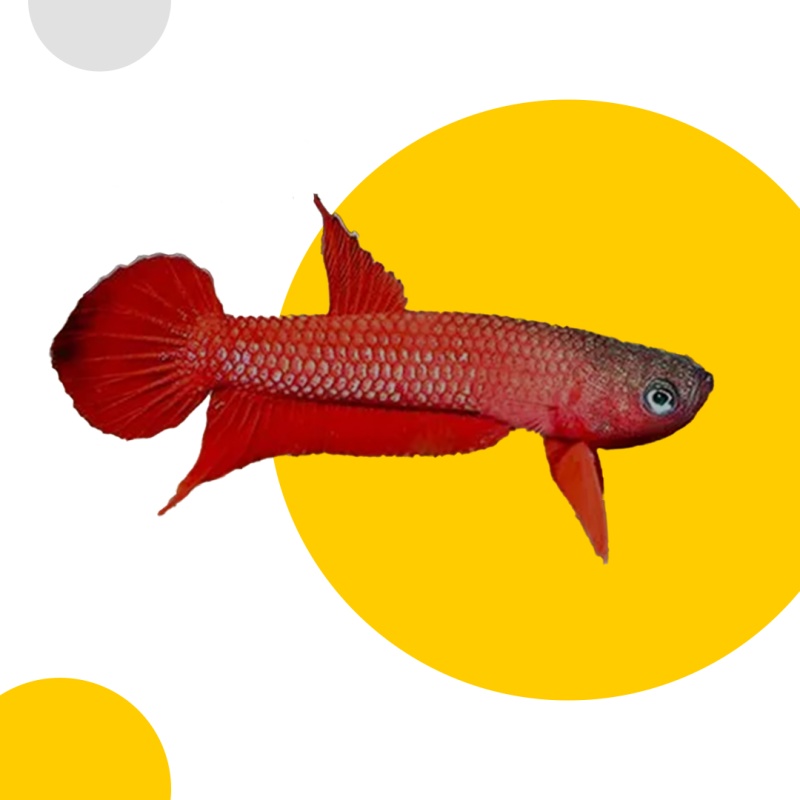 Betta Mulyadi Pair