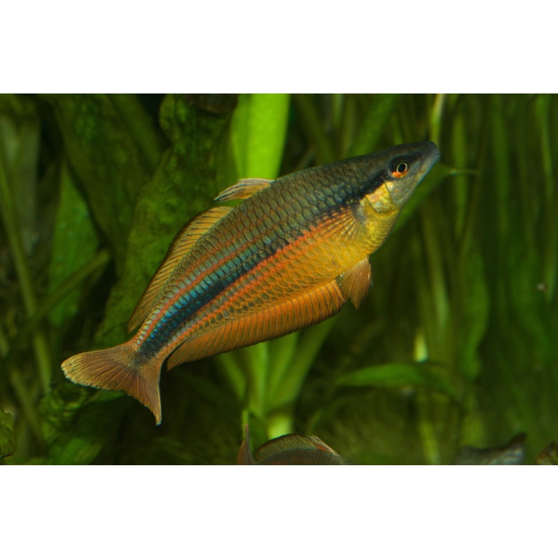 10 juvenile Melanotaenia Vanheurni from Faowi Village