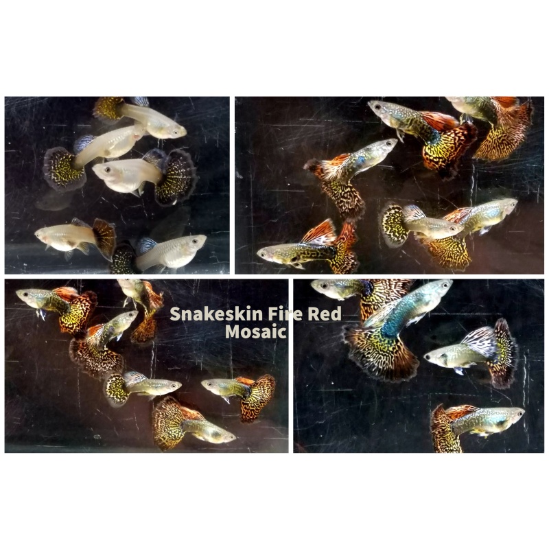 Pair Snakeskin Fire Red Mosaic guppies - USA stock